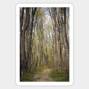 Hiking trail in the forest Sticker